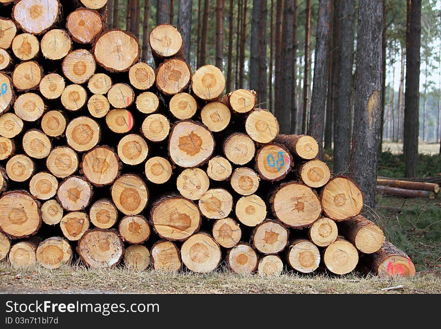 Cut trees or logs pile. Cut trees or logs pile