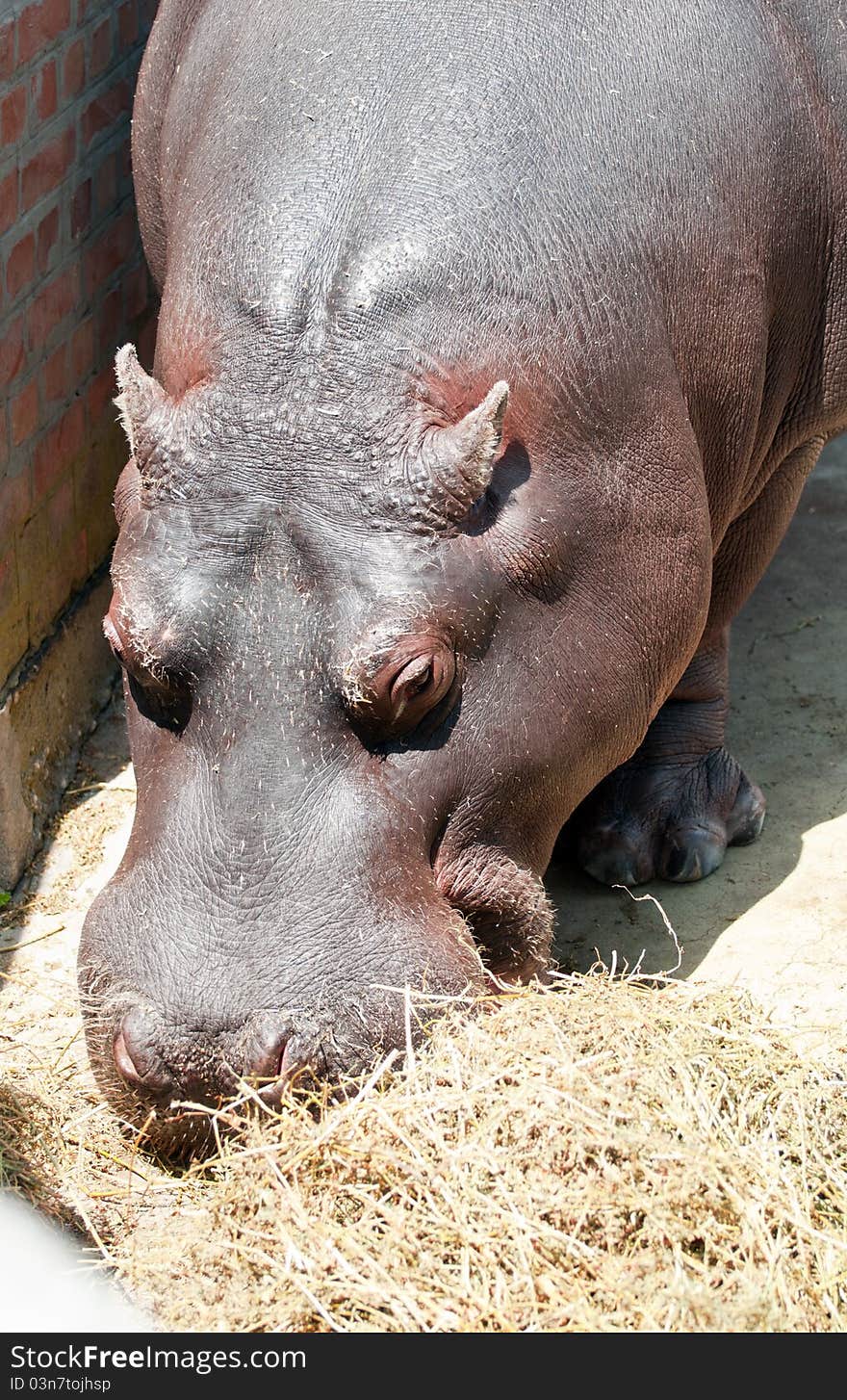 Hippo eating