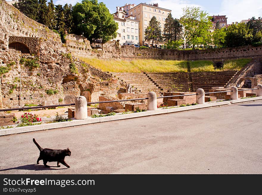 Cat in the street next to the Roman Theater in Trieste, Italy. Cat in the street next to the Roman Theater in Trieste, Italy