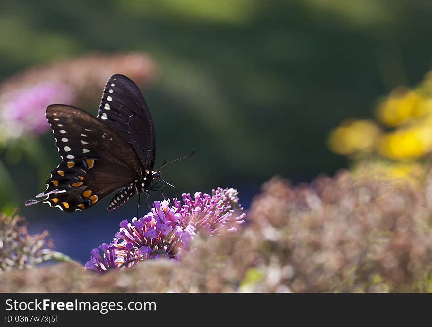 (Eastern) Black Swallowtail (Papilio polyxenes)