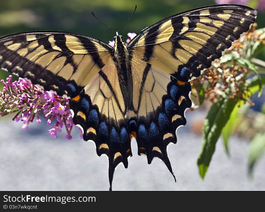 Eastern Tiger Swallowtail (Papilio glaucus)