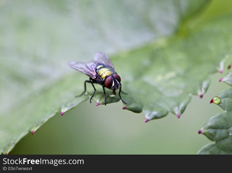 House fly, Musca domestica