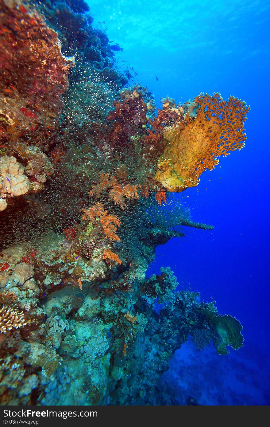 Diving in the Red Sea