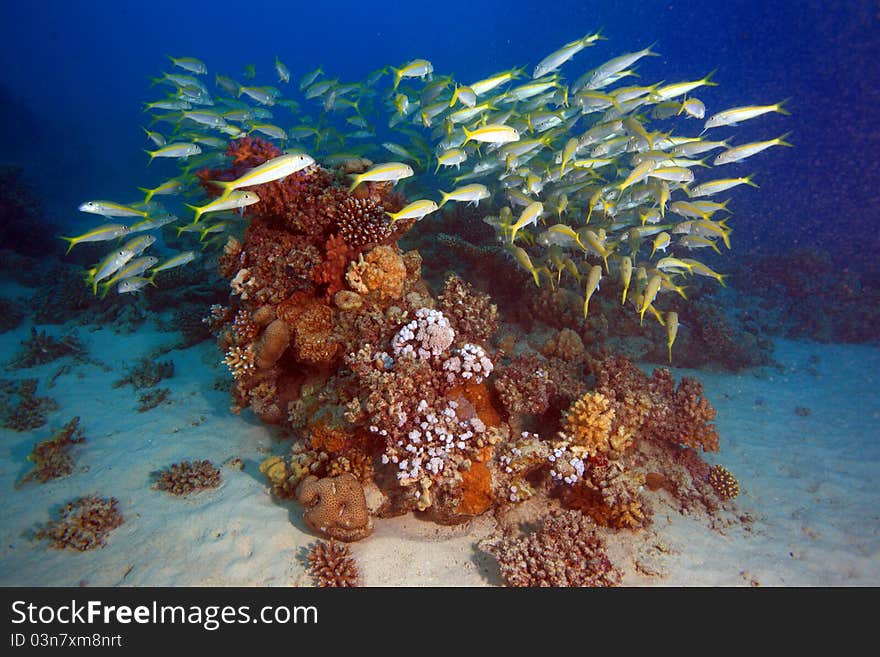 Diving in the Red Sea