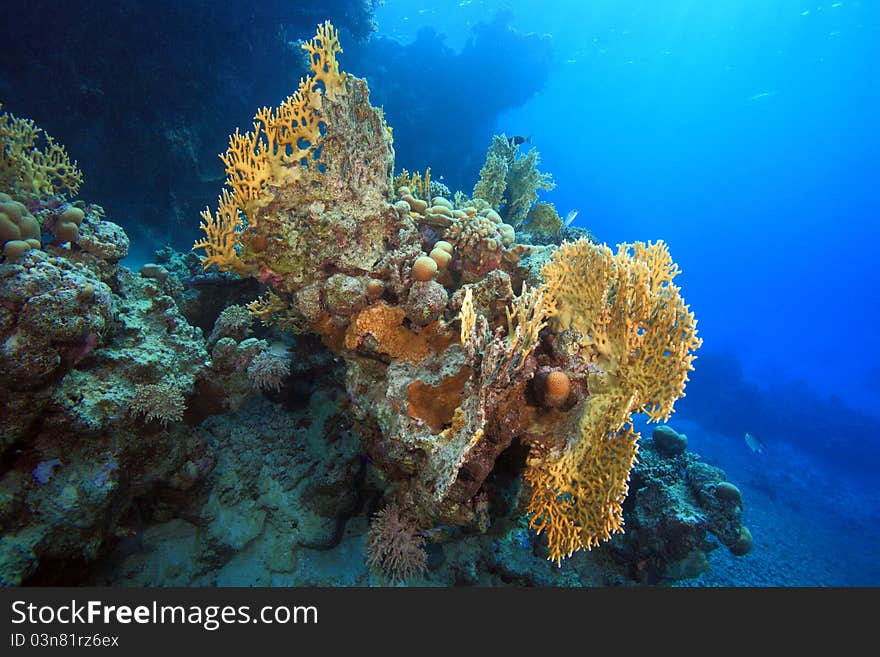 Diving in the Red Sea