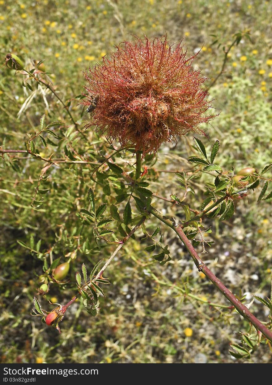 That kind of excrescence on a Rosa carina is due to an insect : Diplolepsis rosae. That kind of excrescence on a Rosa carina is due to an insect : Diplolepsis rosae