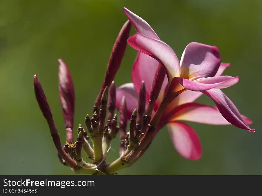 Frangipani flower,Plumeria.At San Francisco. Frangipani flower,Plumeria.At San Francisco.