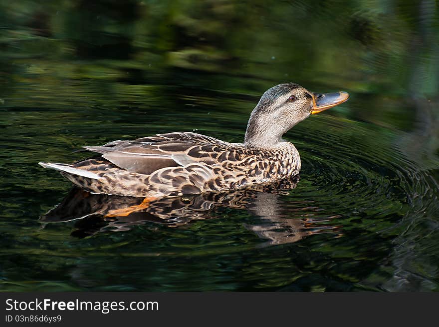 A female mallard is swimming in dark water. On the surface you can see the reflection and ripples. A female mallard is swimming in dark water. On the surface you can see the reflection and ripples.