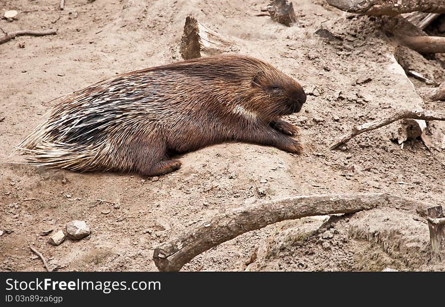 African Porcupine