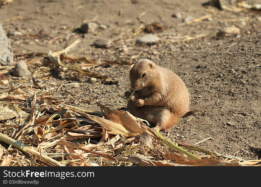 Black-tailed Prairie Dog - Cynomys ludovicianus