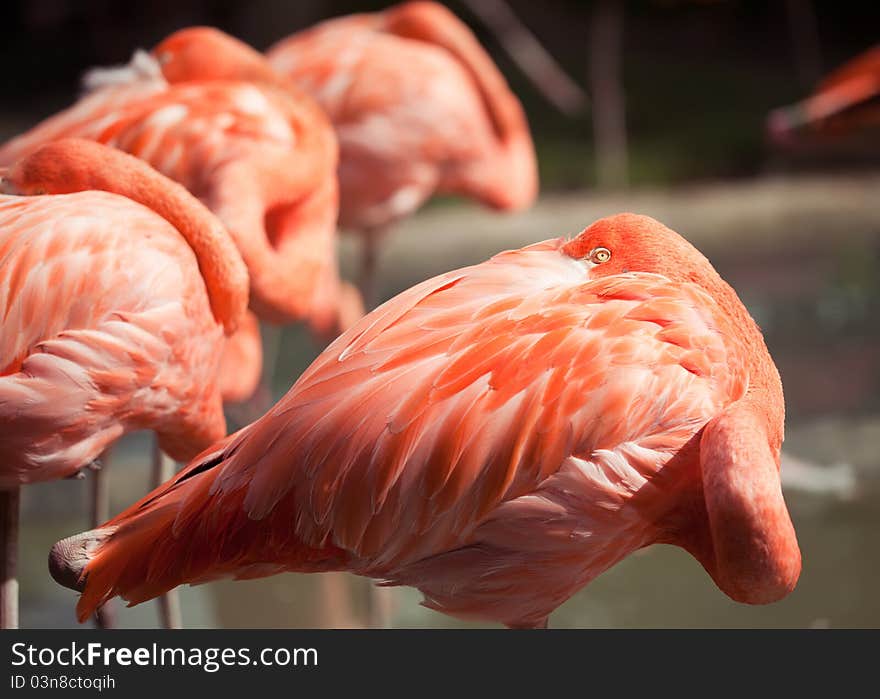 Foue rose flamingo in the lake