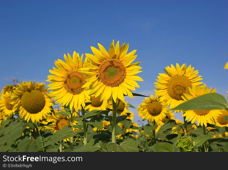 Early morning, bees pollinate sunflowwer. Early morning, bees pollinate sunflowwer