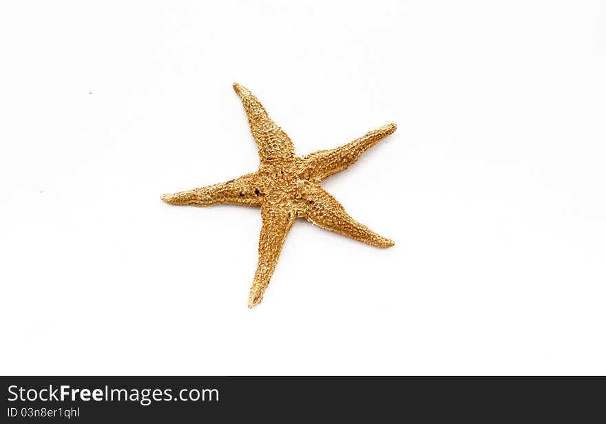 Starfish isolated on white. Sea stars and shells collection.