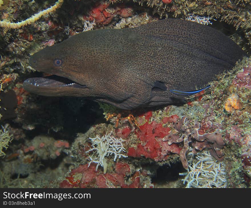 Moray in the sea. Taken while diving.