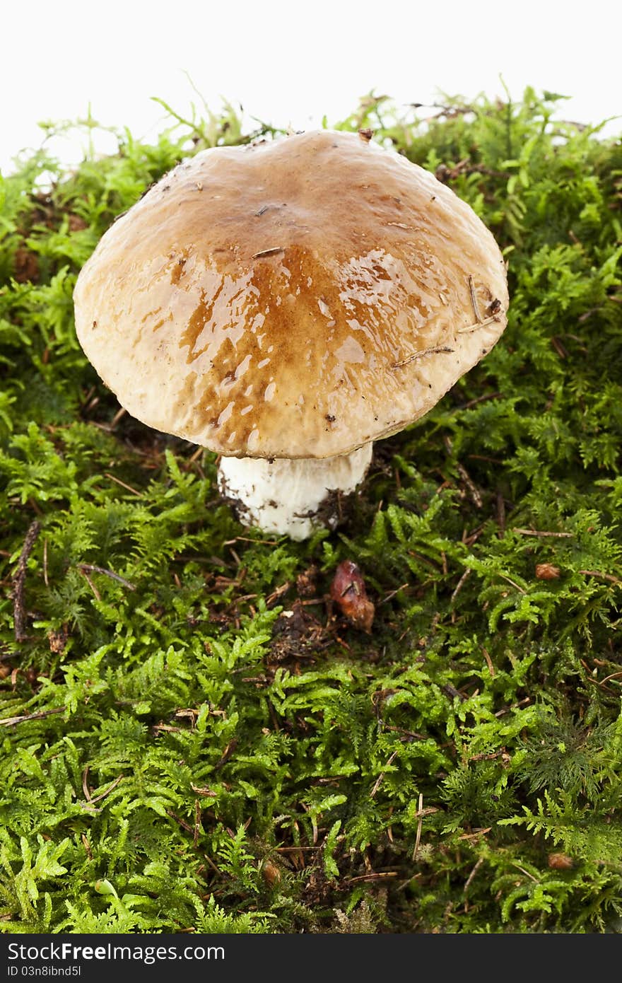 Boletus (Boletus edulis)