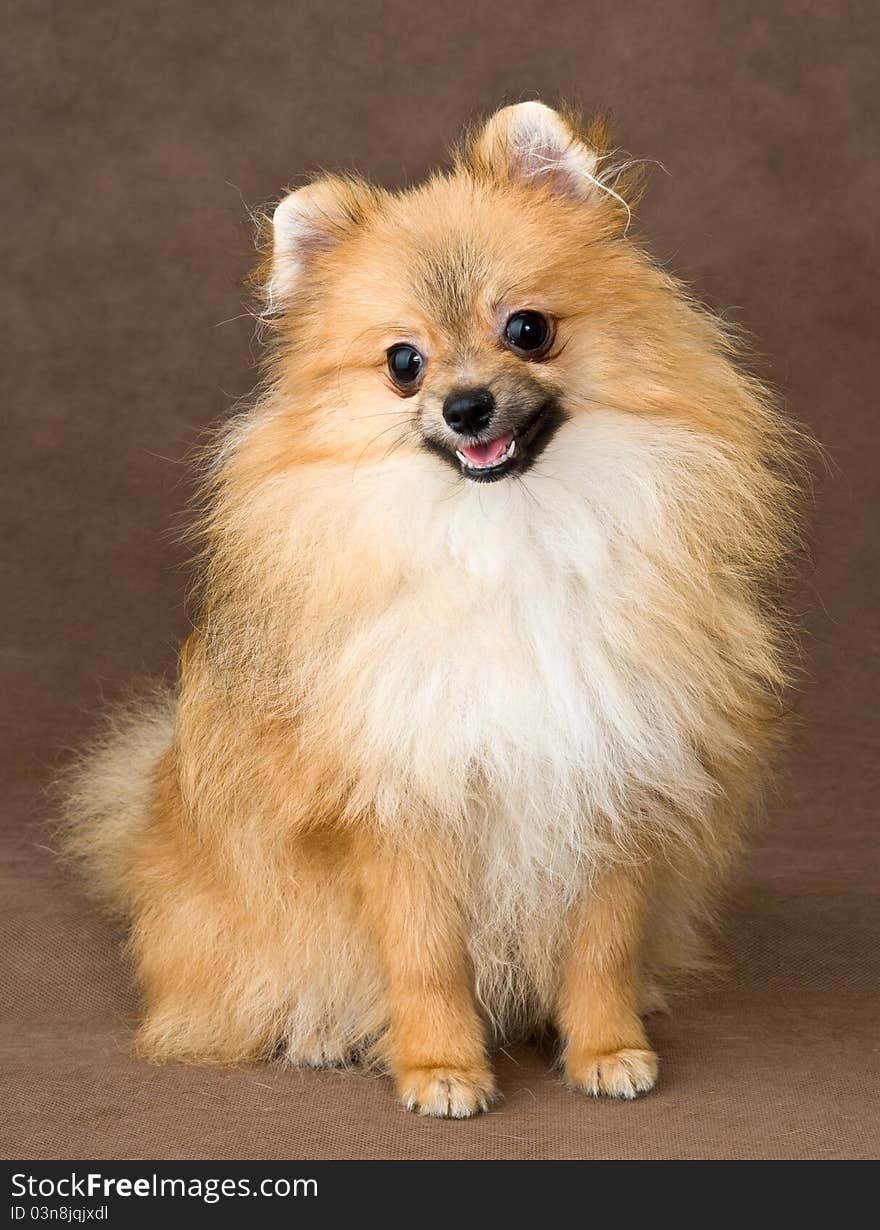 Puppy of breed a spitz-dog  on a neutral background