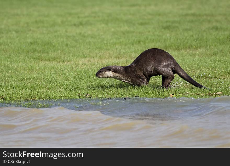 A smooth coated otter running on a grass covered river bed