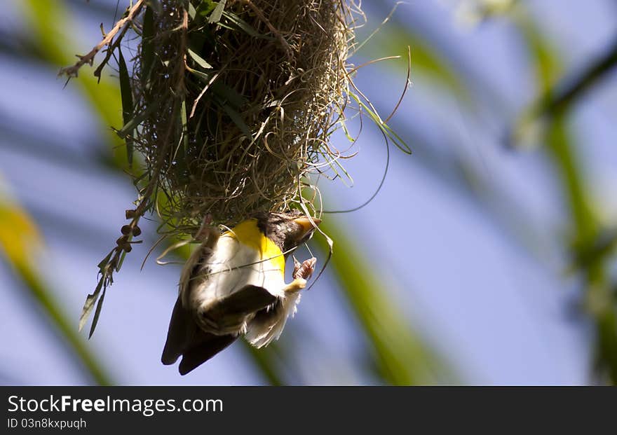 A male baya weaver constructing its nest