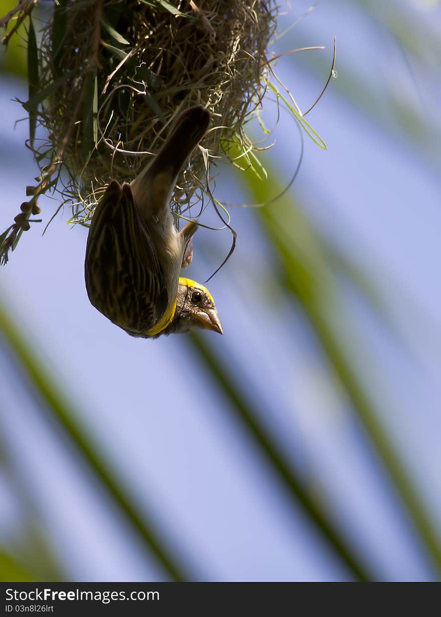 A male baya weaver constructing its nest