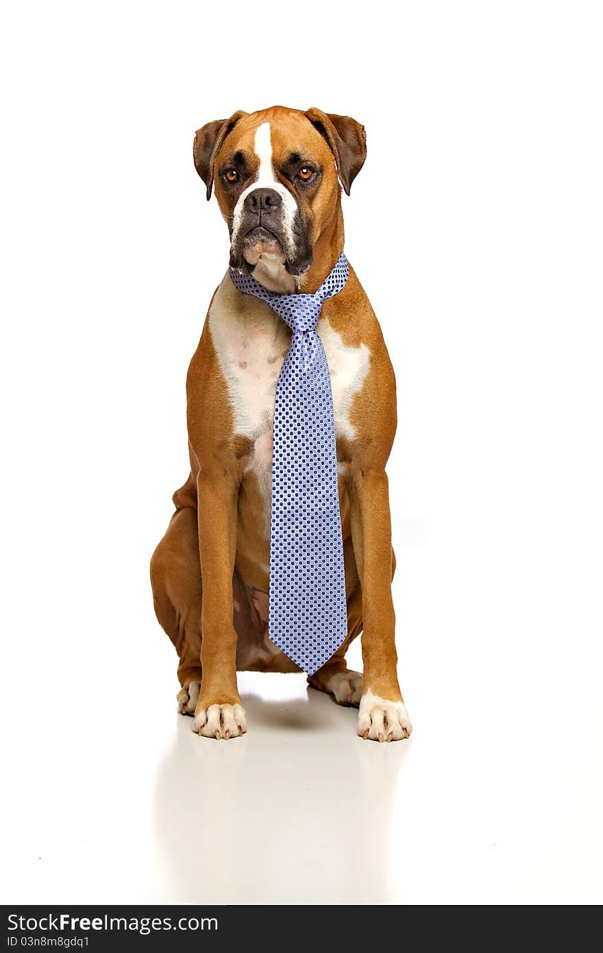 Boxer, Working Dog