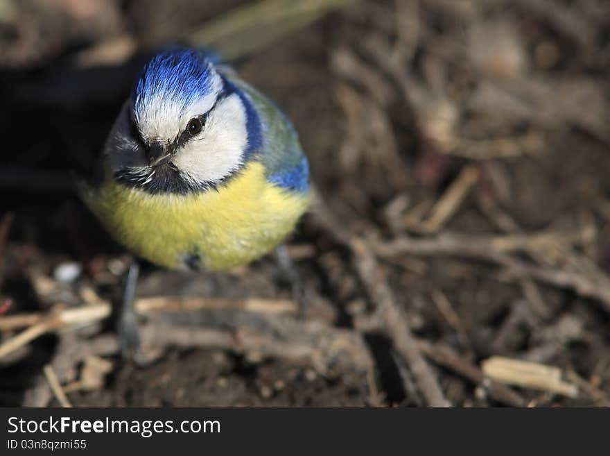 Blue tit sitting on the ground and looking up at camera