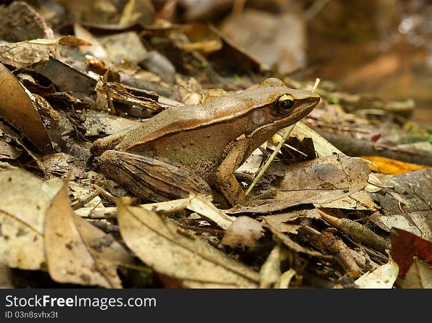 Frog Rana Temporalis