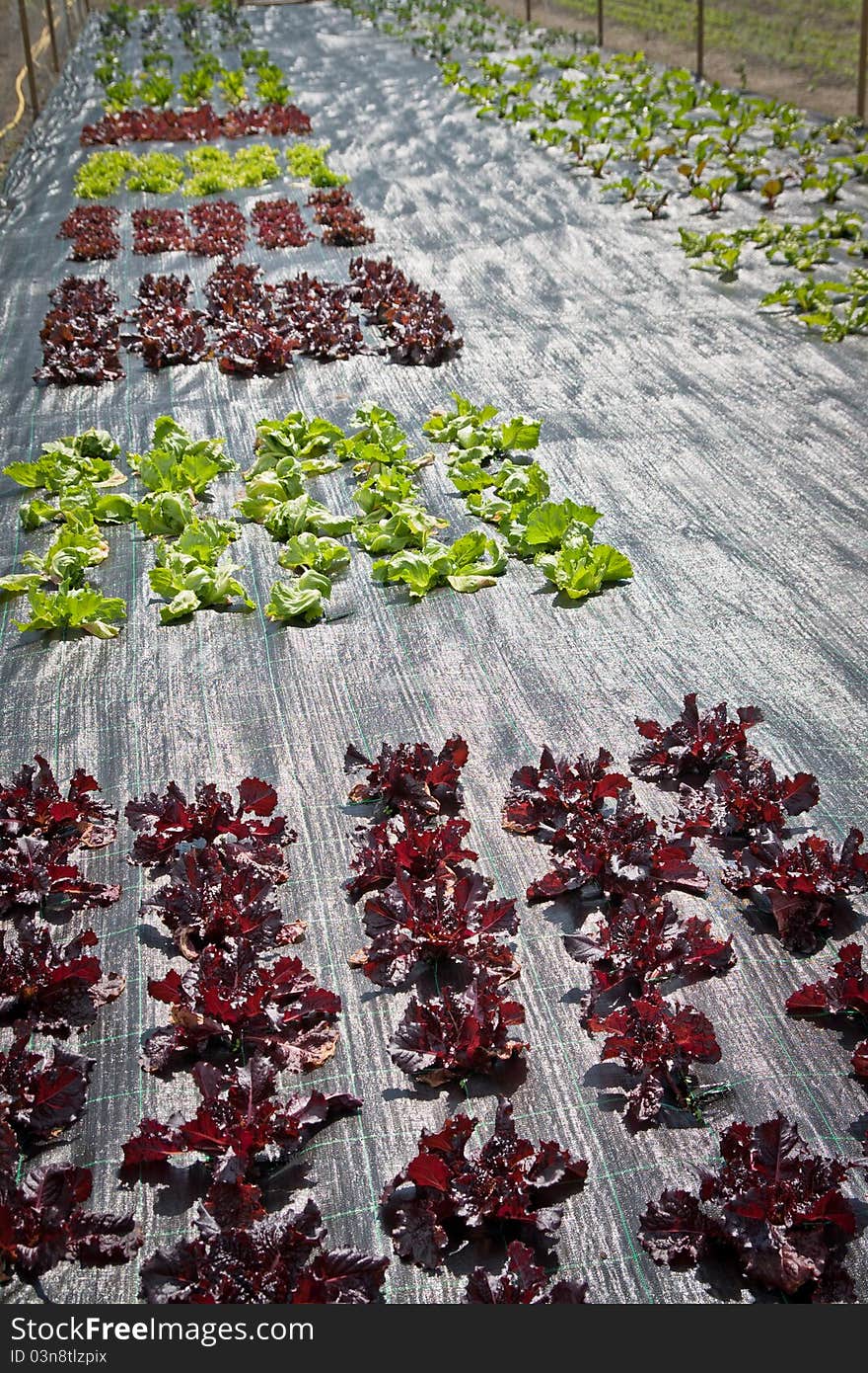 Some plants on a field covered with a plastic carpet