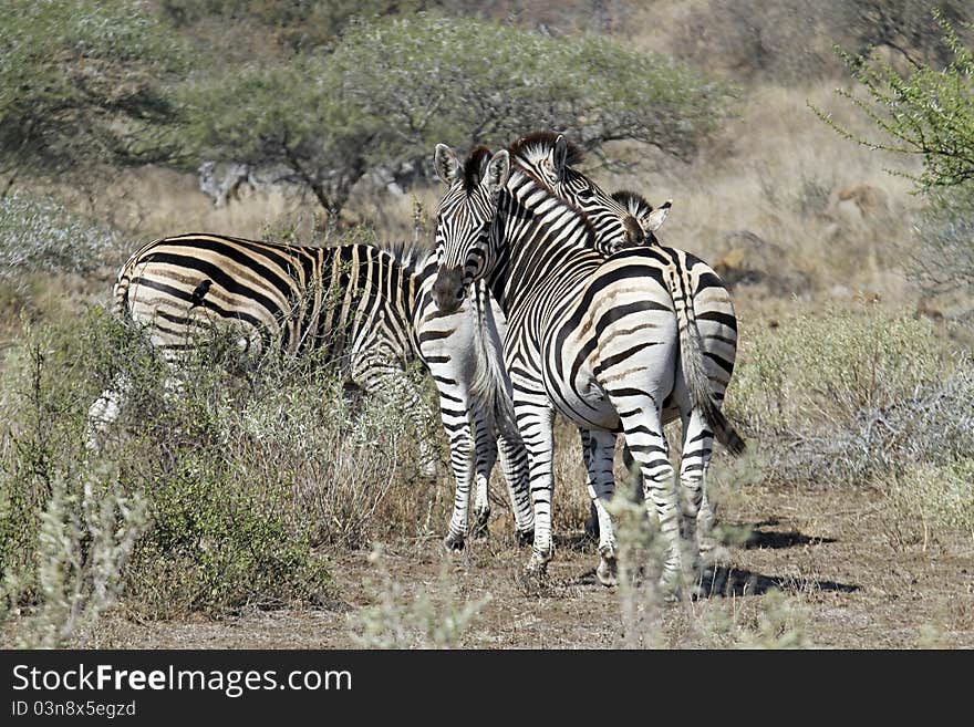 Heard of Zebras looking towards camera. Heard of Zebras looking towards camera