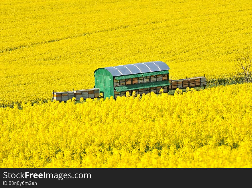 Rapeseed flowers