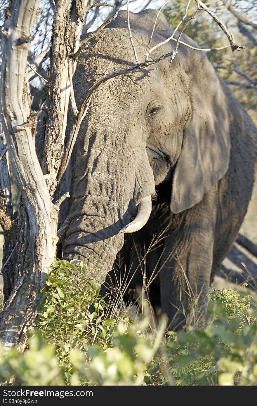 Elephant push tree in kruger park