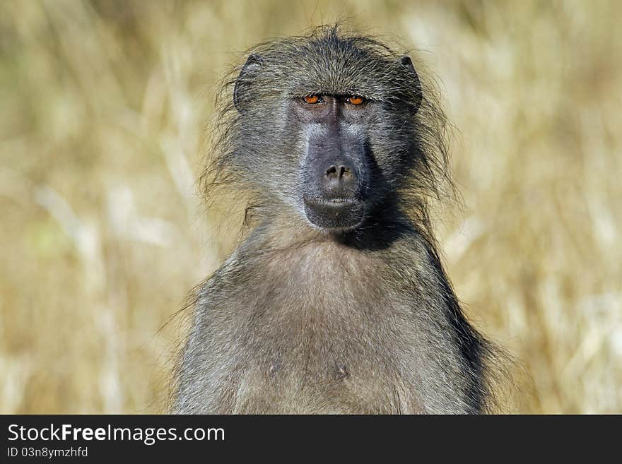 Chacma baboon (Papio cynocephalus ursinus)