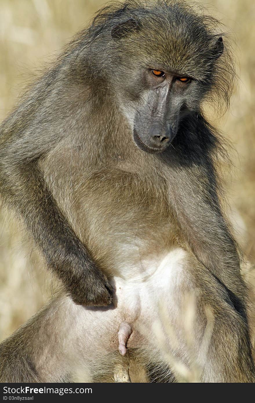 Chacma baboon (Papio cynocephalus ursinus)