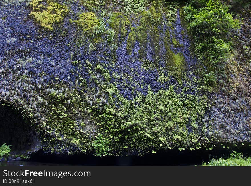 Ferns and moss on dark rocks in Pacific Northwest