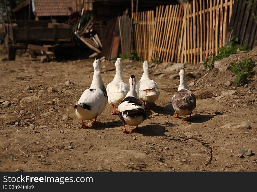 Ducks