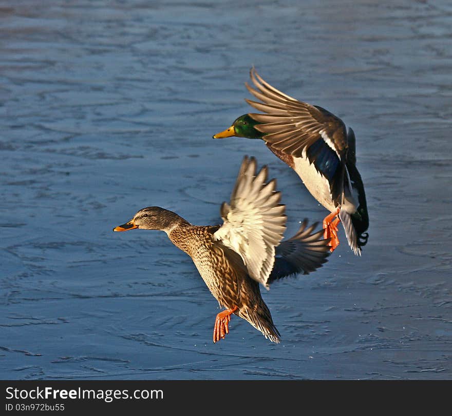 Mallard couple coming in for landing