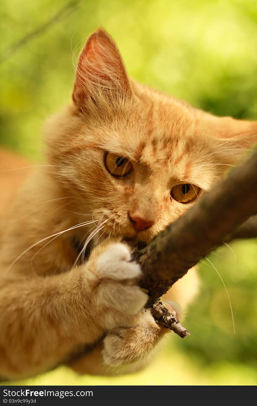 Cat gnawing at bough in nature. Cat gnawing at bough in nature