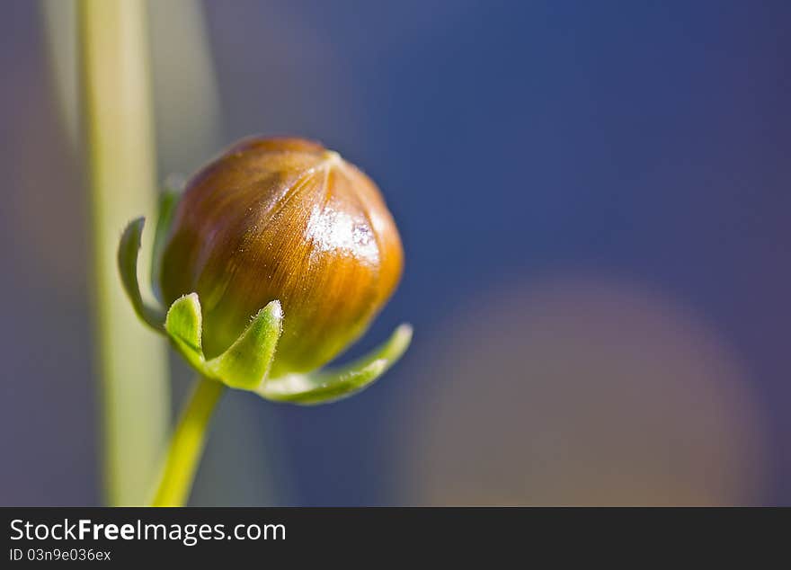 Macro shot of a poppyseed.