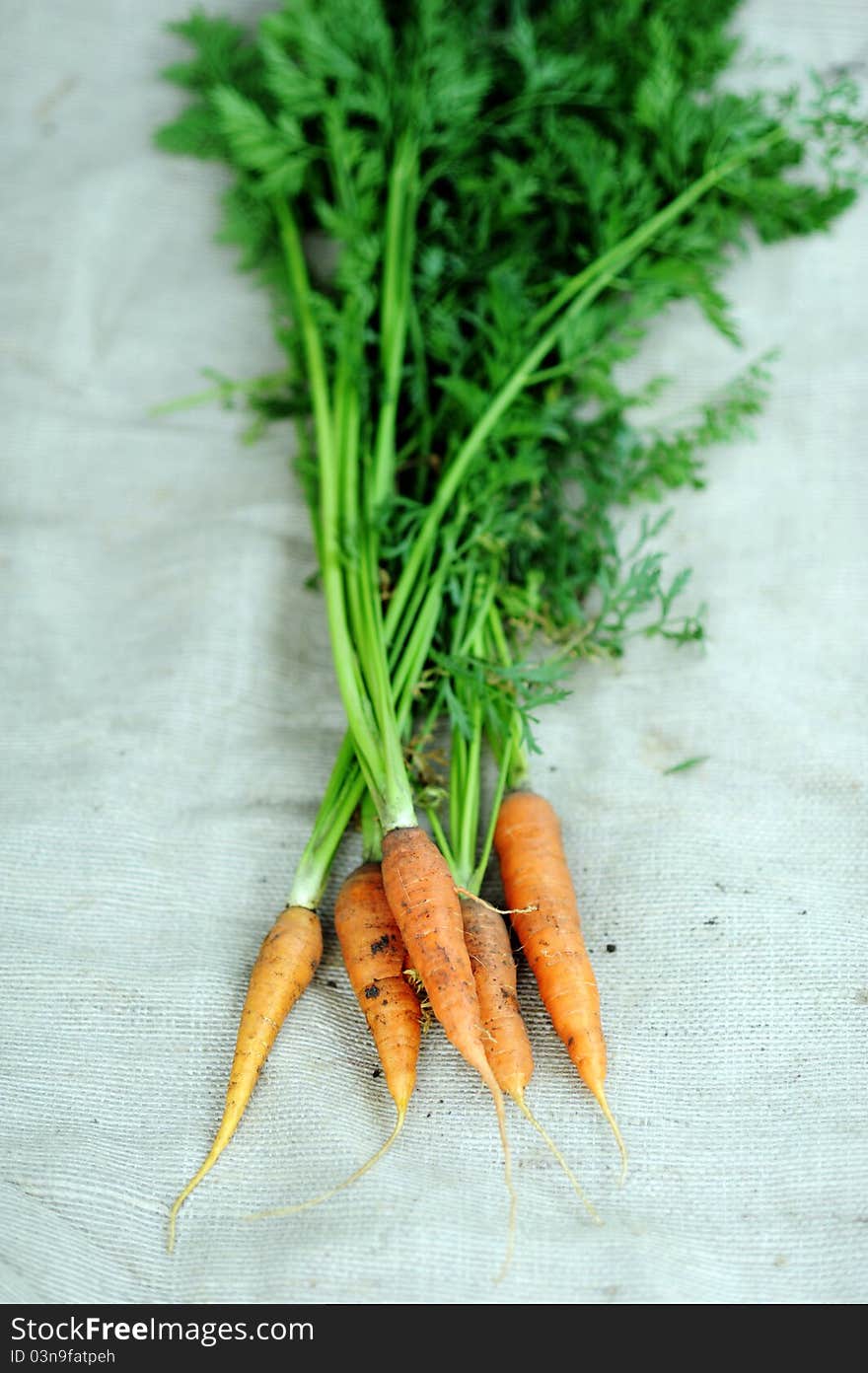 An image of a group of fresh orange carrots