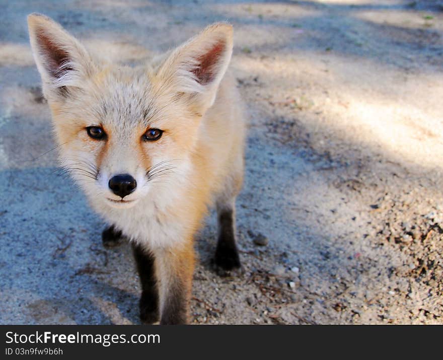 A beautiful fox kit coming up to say hello