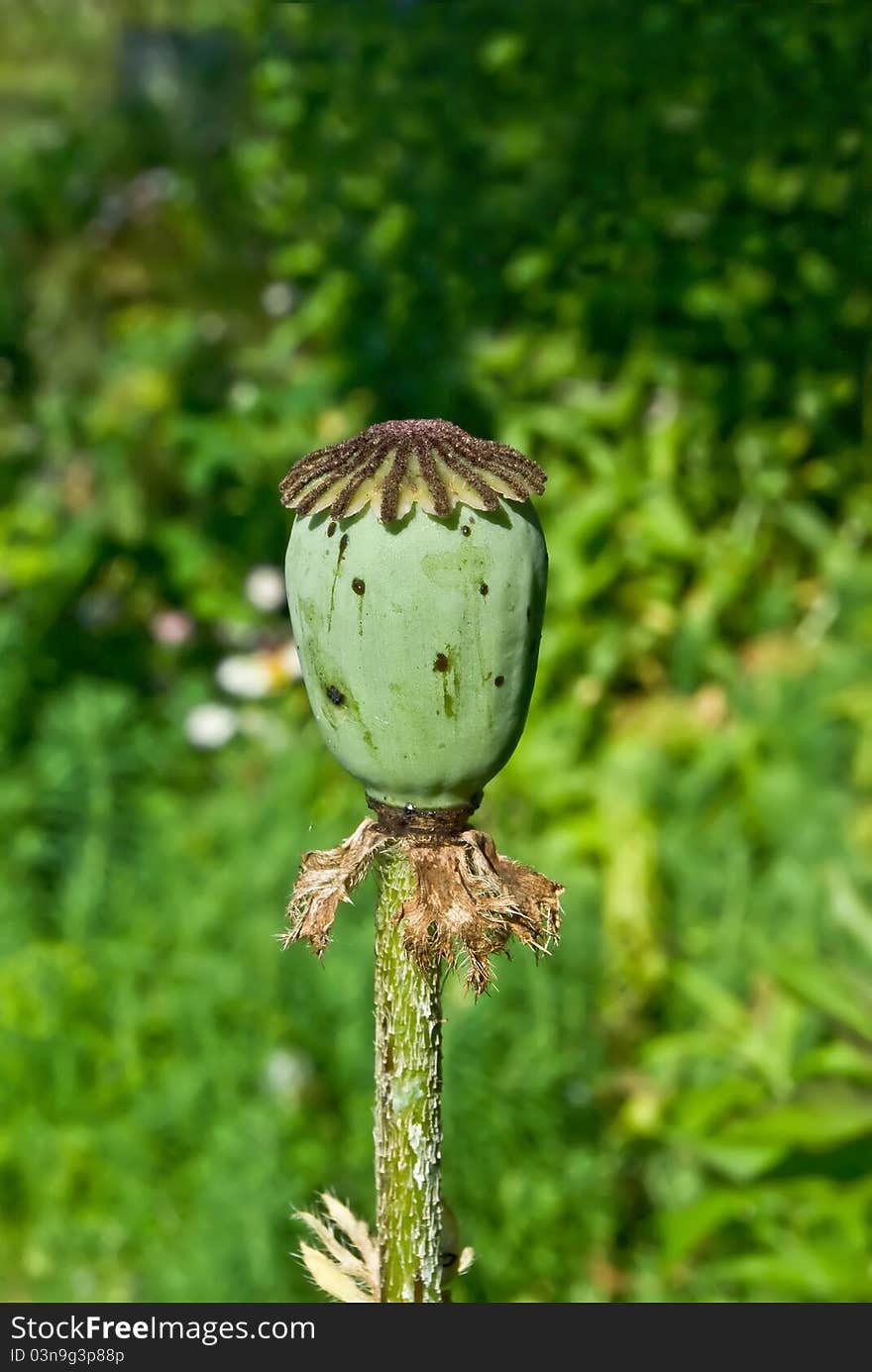 Poppy seed box after finish of blossoming. Poppy seed box after finish of blossoming.