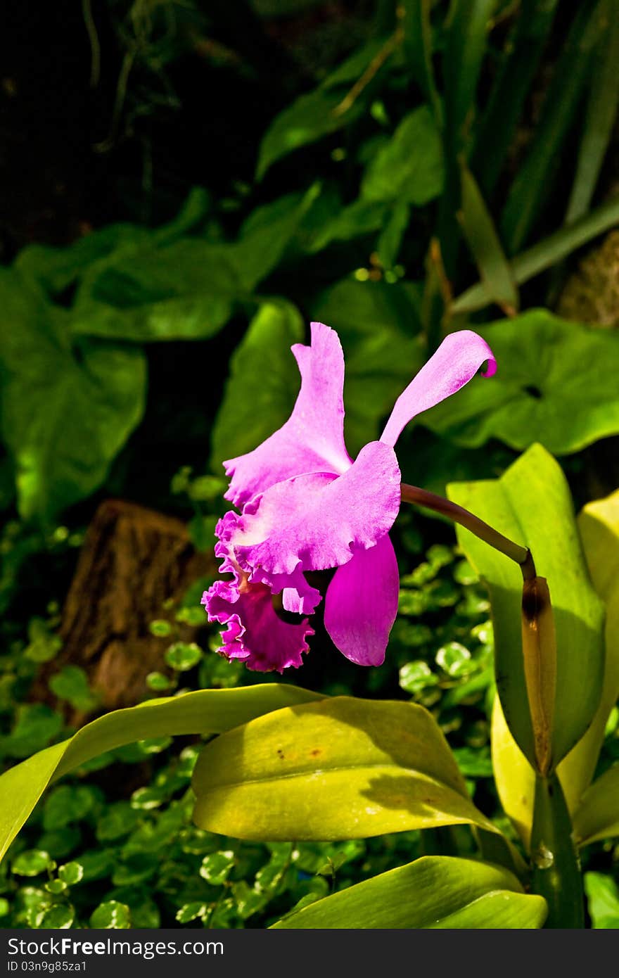 Pink orchid in the garden near Rzeszów Poland. Pink orchid in the garden near Rzeszów Poland.