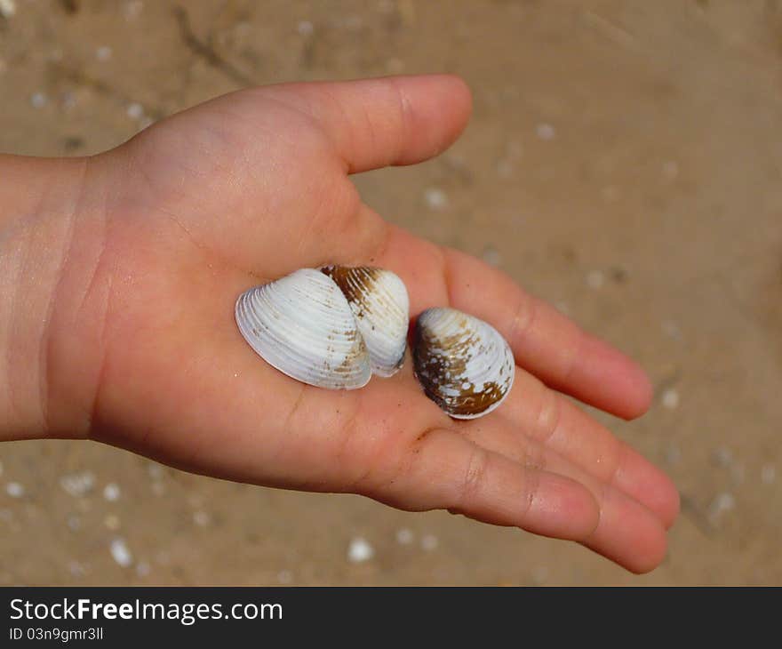 Child holding a handful of mollusk shells from a southwest irrigation ditch. Child holding a handful of mollusk shells from a southwest irrigation ditch