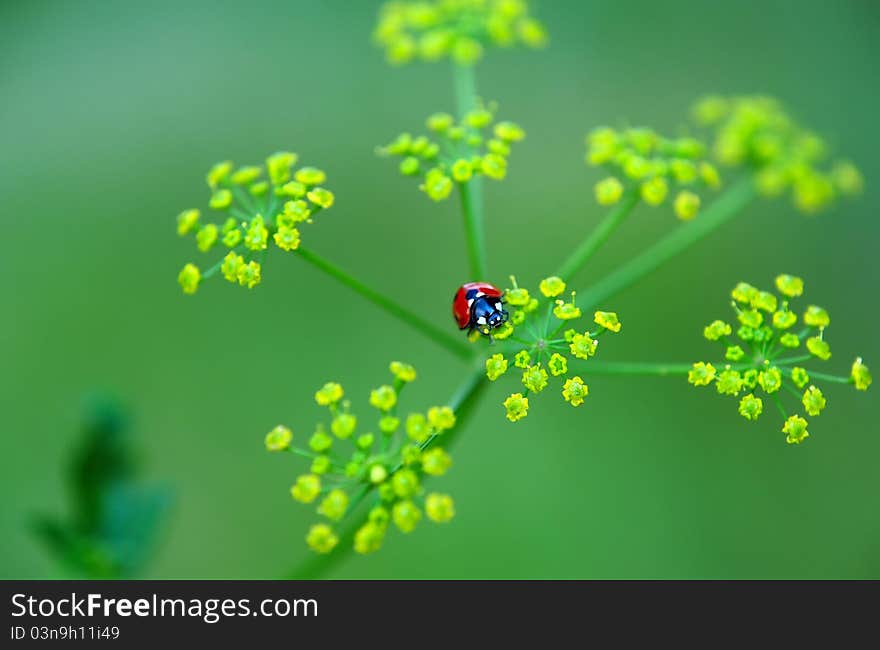 An image of a tiny red ladybird on a plant