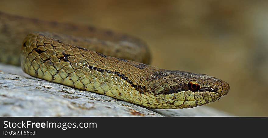 Close-up of smooth snake (Coronella austriaca), an European harmless species