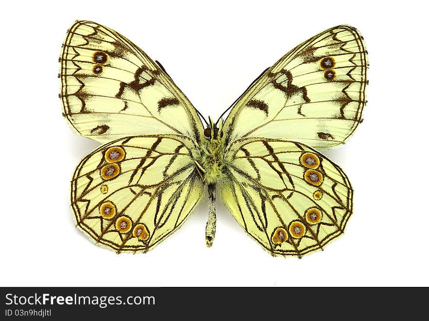 Lower side of the Italian marbled white (Melanargia arge)