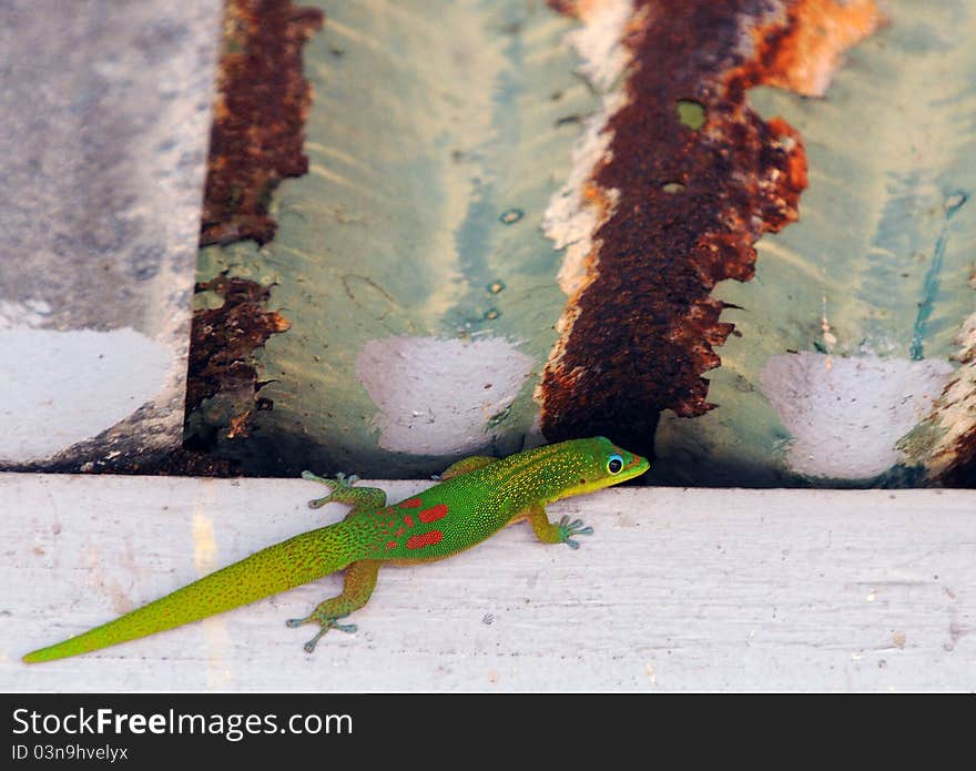 Beautiful photo of a gecko in Hawaii