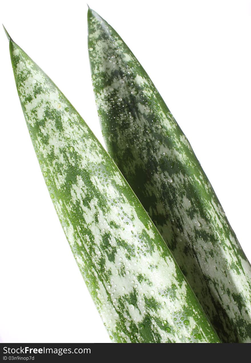 A Greenery with white background.