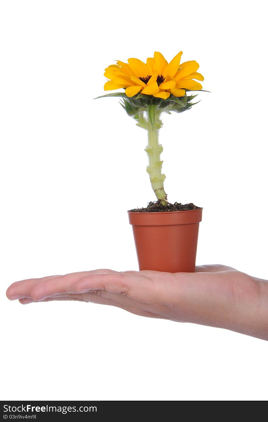 Hand holding pot with small sunflower on white background. Hand holding pot with small sunflower on white background