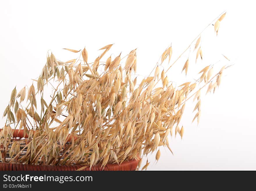 Oat isolated on white background