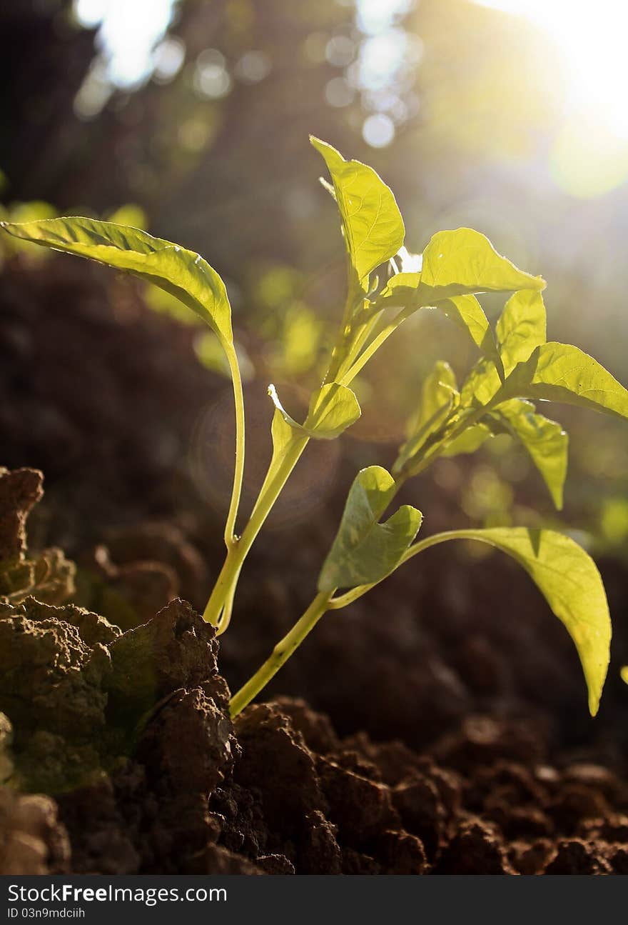 Small plant,new day background. Small plant,new day background